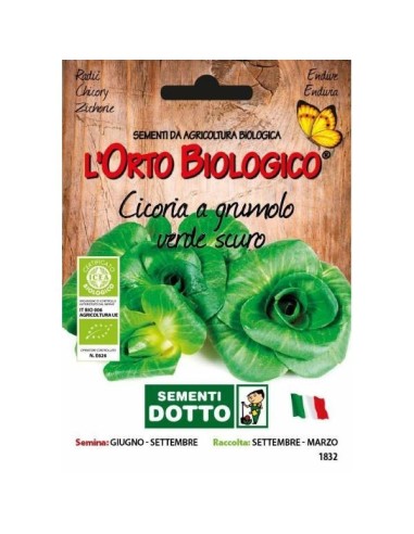 Semi biologici di Cicoria Grumolo Verde Scuro