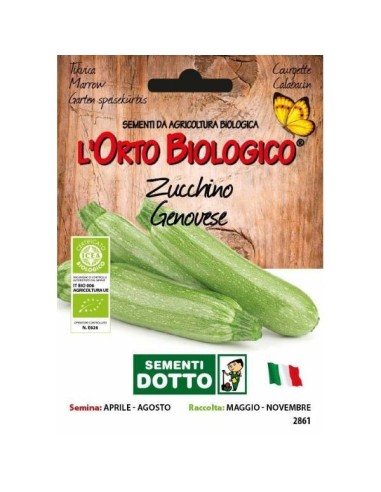 Semi biologici di Zucchino Genovese