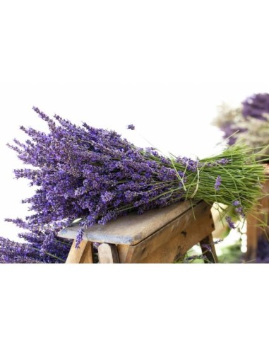 Semi di Lavanda in Vendita Online: Informazioni e Prezzi