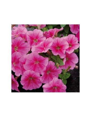 Linea Fiori Gold PETUNIA Nana semplice rosa h cm 30