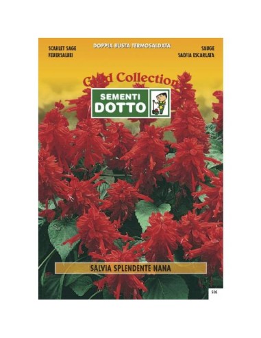 Linea Fiori Gold SALVIA Splendente Nana h cm 35