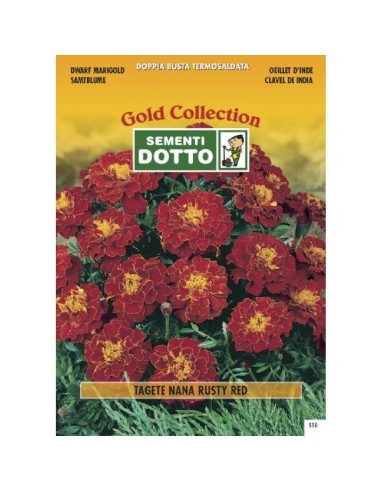 Linea Fiori Gold TAGETE Nana Rusty Red h cm 25