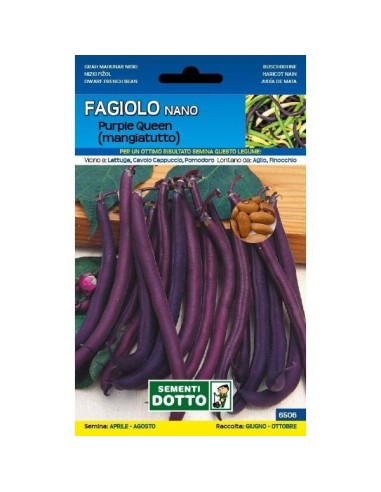 Sementi da Orto Fagiolino Purple Queen