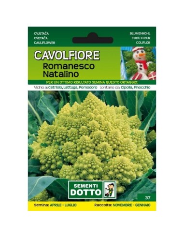 Sementi da Orto Cavolfiore Romanesco Natalino Sem. Dotto